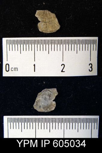 Strophomena antiquata