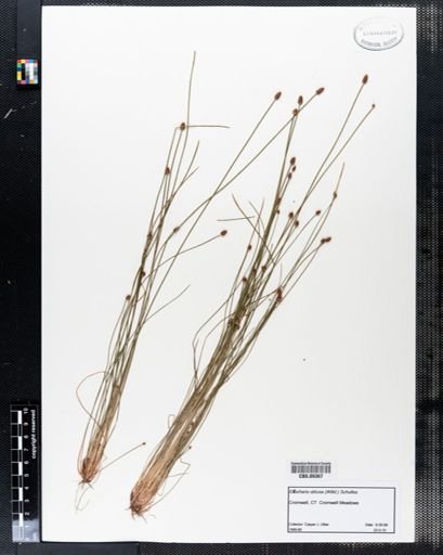 Eleocharis obtusa