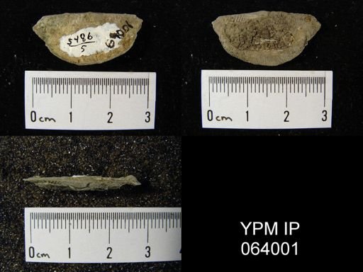 Leptaena tennesseensis