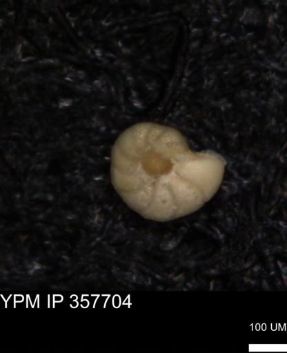 undet. Foraminiferida