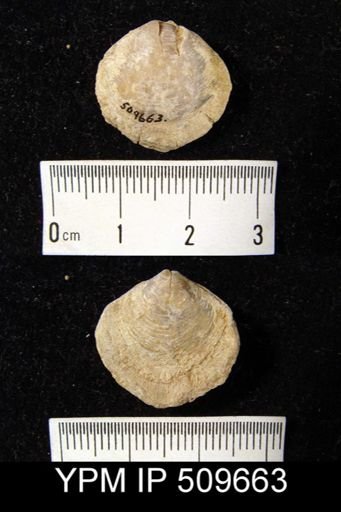undet. Athyridida