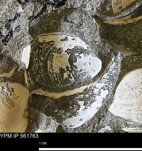 Limopsis sp.