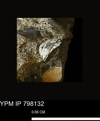 Mollusca