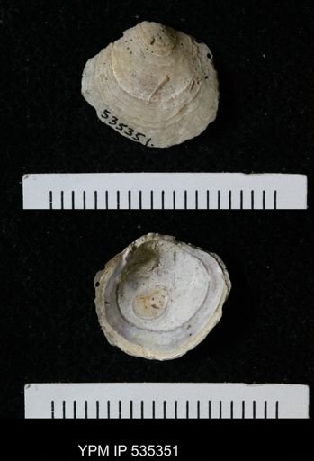 Anomia simplex