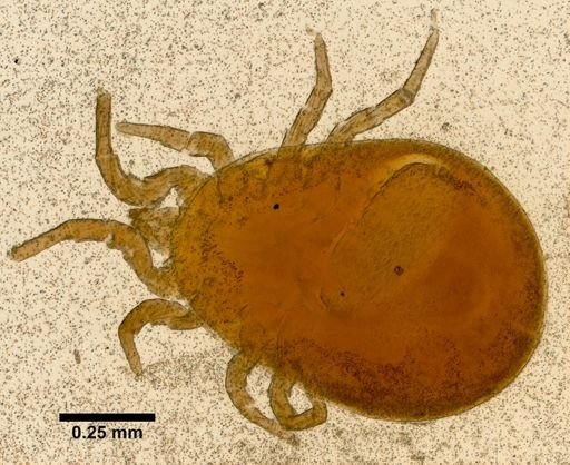 Dermanyssus avium