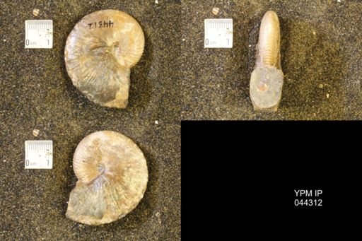 Hoploscaphites comprimus