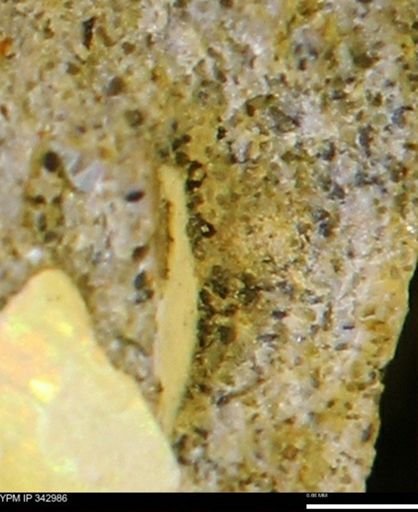 undet. Mollusca