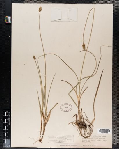 Carex muhlenbergii