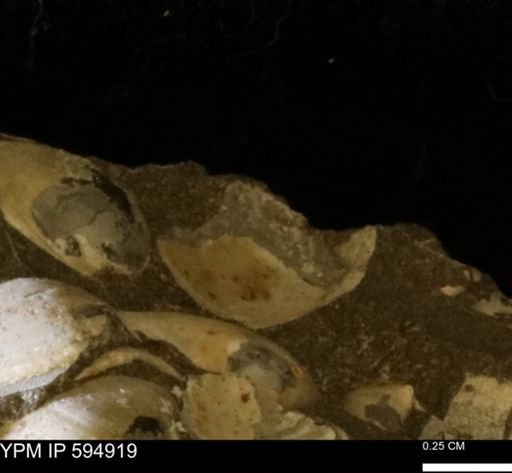 Limopsis striatopunctatus