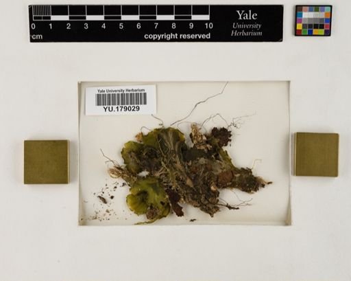 Plantae