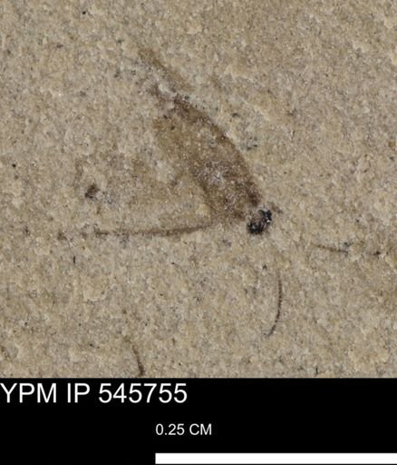 undet. Diptera