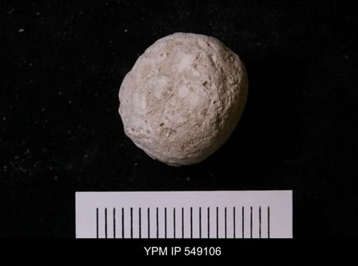 Pallichnus dakotensis