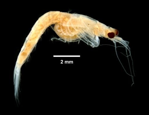 Neomysis americana