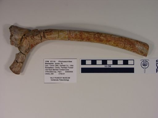 Phytosauridae