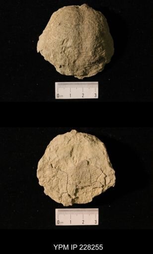 Juresania ovalis