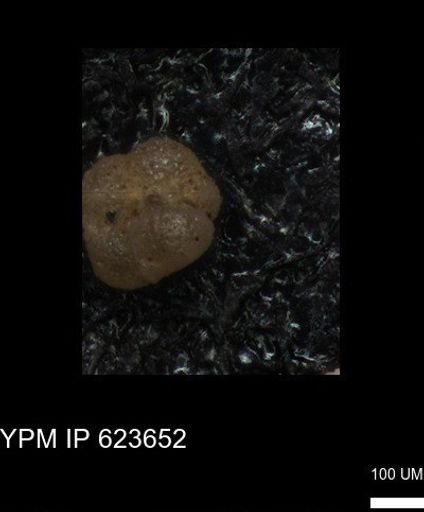 undet. Foraminiferida