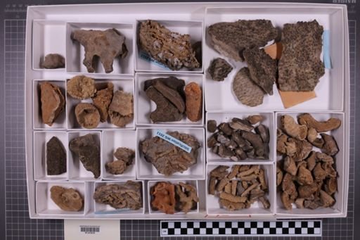 mixed taxa, stratigraphic collection