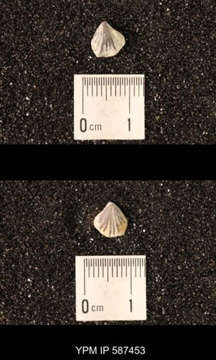Camarotoechia whitei