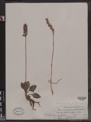 Peramium pubescens