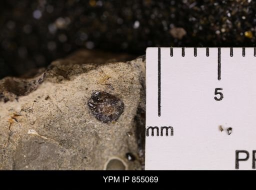 Belemnites sp.