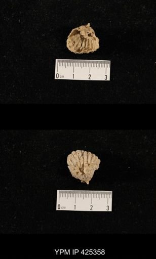 Meekella attenuata