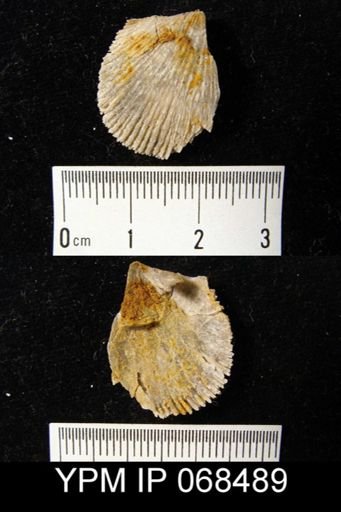 Austinella kankakensis
