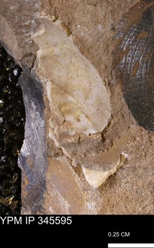 undet. Bivalvia