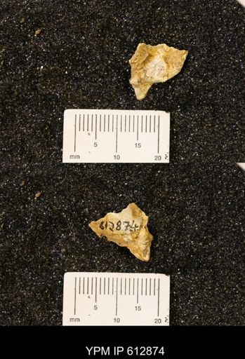 Pseudoptera subtortuosa