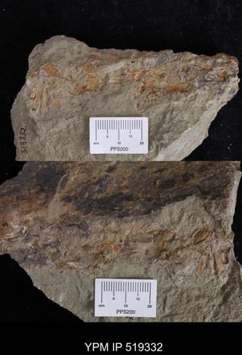 undet. Hyolithida
