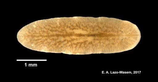 Euplana gracilis