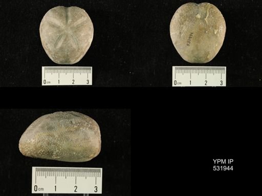 Heteraster inflatus