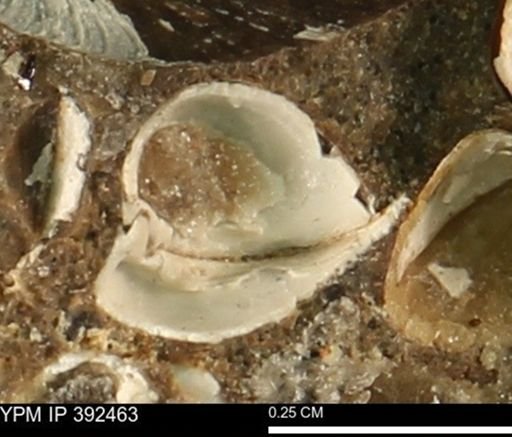 Protocardia subquadrata