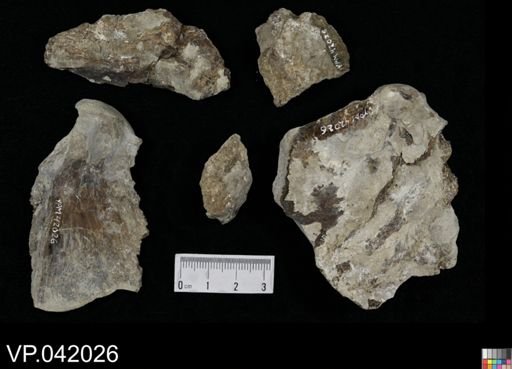 undet. Actinopterygii
