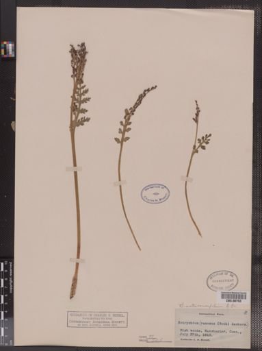 Botrychium