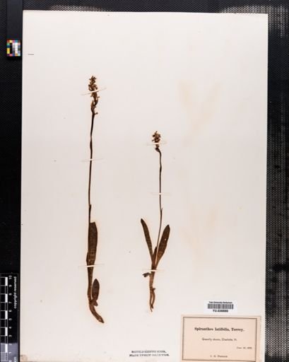 Spiranthes lucida