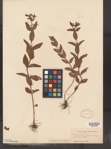 Rhexia virginica