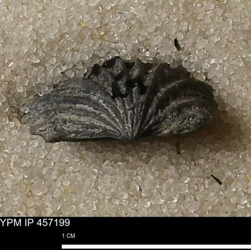 Stropheodonta erratica solidicosta