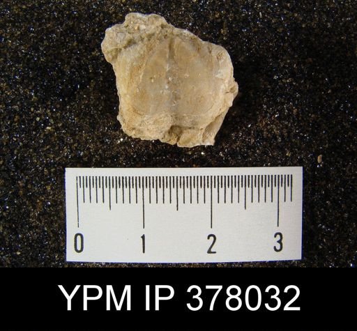 Chonetes quadratus