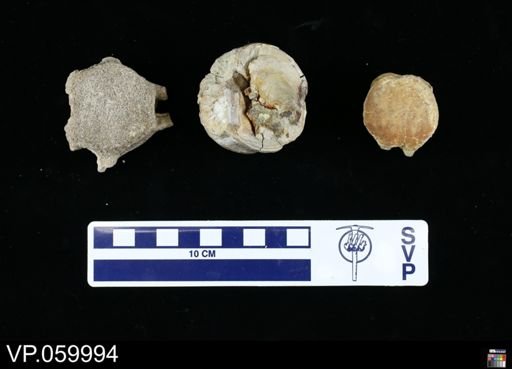 undet. Mosasauridae