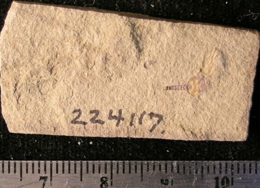 Stephanoura belgica