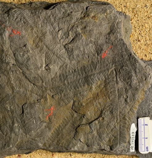 Pecopteris sp.