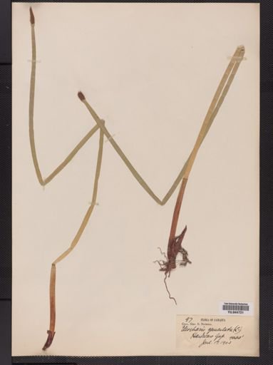 Eleocharis geniculata