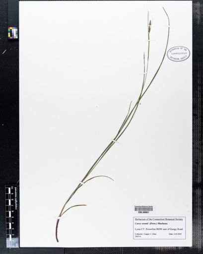 Carex swanii