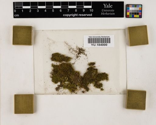 Plantae