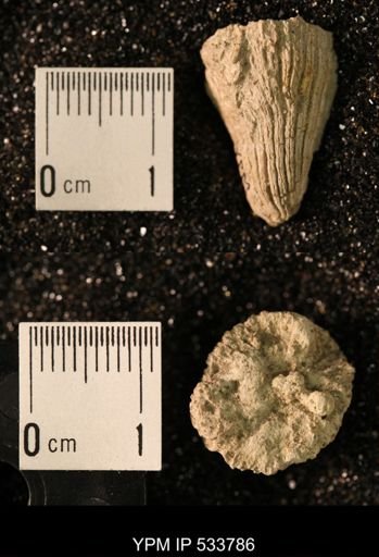 Ellipsosmilia inauris