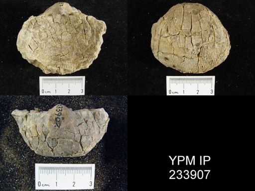 Linoproductus sp.