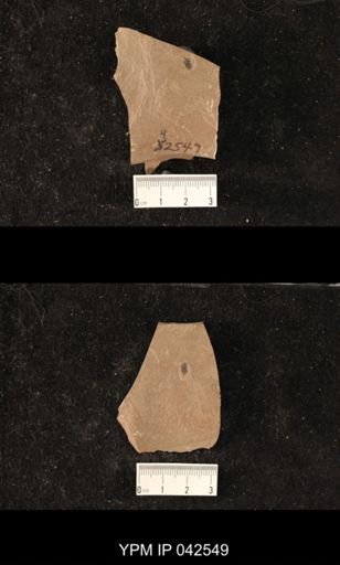 Hexapoda