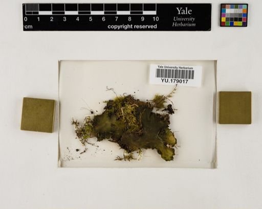 Plantae