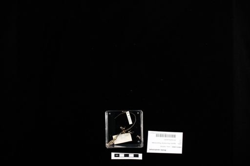 Anolis carolinensis