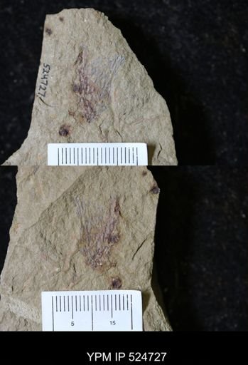undet. Graptolithina